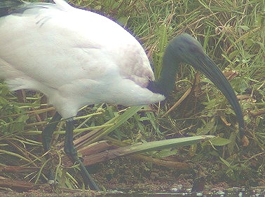 Heiligeibis081003C